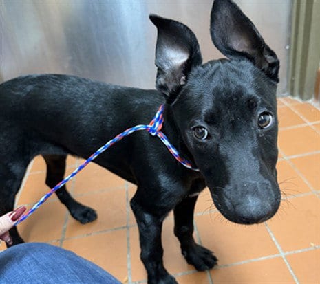 Photo of Pookie P, adoptable German Shepherd Dog in Camarillo, California
