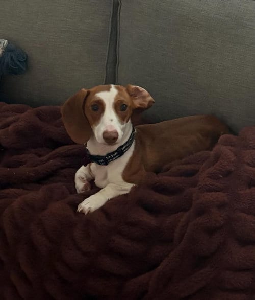 Photo of Mila, adoptable Dachshund in Englewood, Colorado