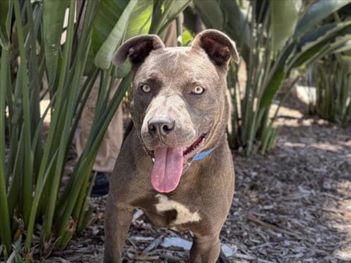 Photo of Goofy, adoptable Pit Bull Terrier in San Pedro, California