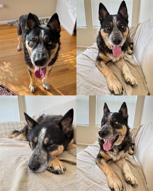 Photo of Milo, adoptable Australian Cattle Dog in Kent, Washington