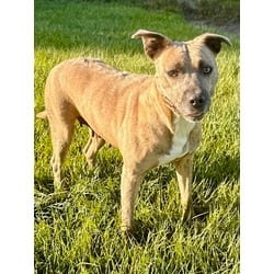 Photo of Leela, adoptable Mixed Breed (Medium) in Port St. Joe, Florida