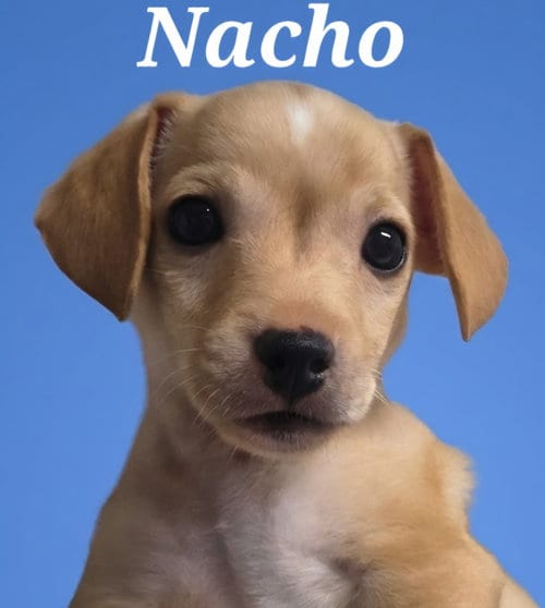 Photo of Nacho, adoptable Chihuahua in Rutherfordton, North Carolina