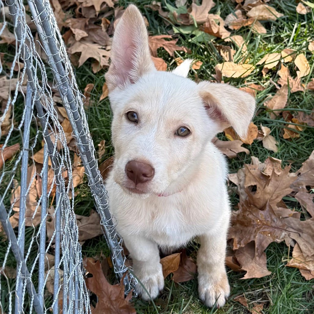 Photo of Simon, adoptable Mixed Breed (Medium) in Buffalo, Minnesota