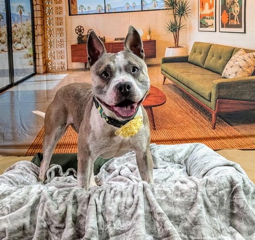 Photo of Ivy, adoptable Pit Bull Terrier in Thousand Palms, California