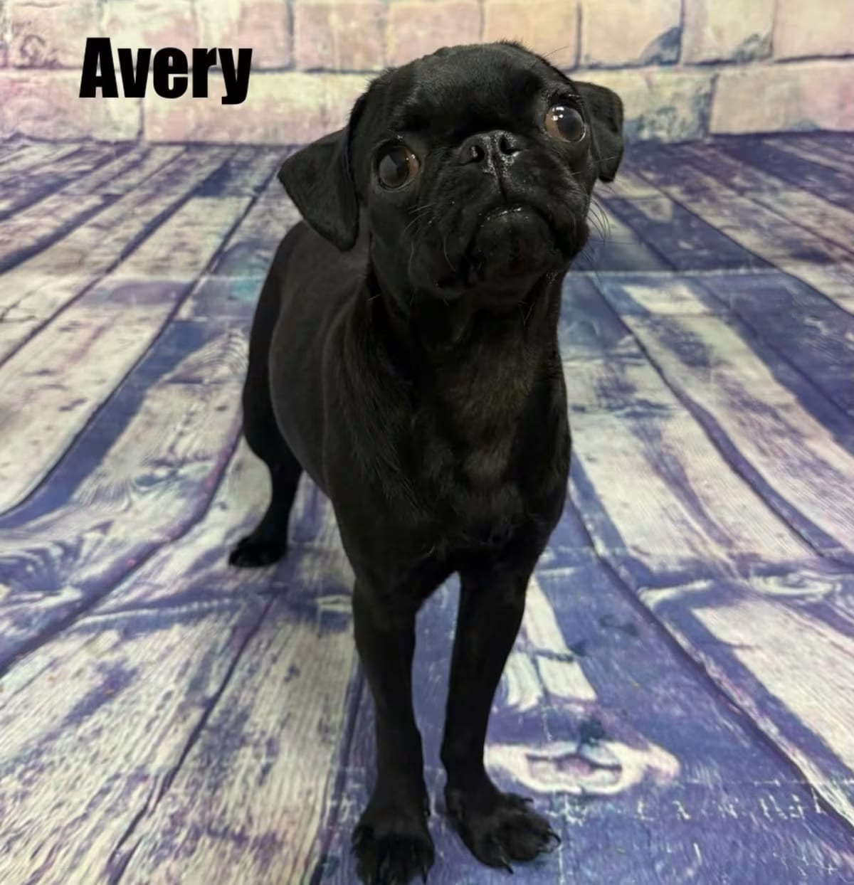 Photo of Avery, adoptable Pug in Quincy, Michigan