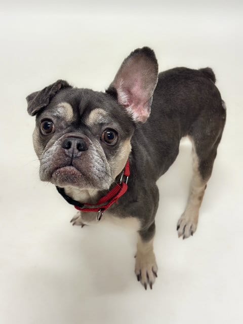 Photo of Remi, adoptable French Bulldog in Hayward, California