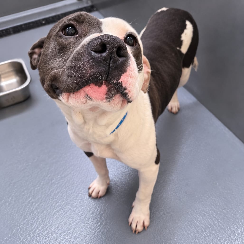 Photo of Lego, adoptable Mixed Breed (Medium)