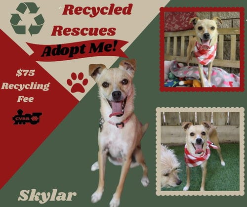 Photo of Skylar(Recycle), adoptable Italian Greyhound in Lindsay, California