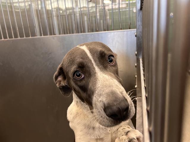 Photo of Lipton, adoptable Mixed Breed