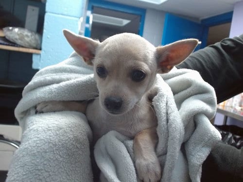 Photo of Tank, adoptable Chihuahua in Albuquerque, New Mexico