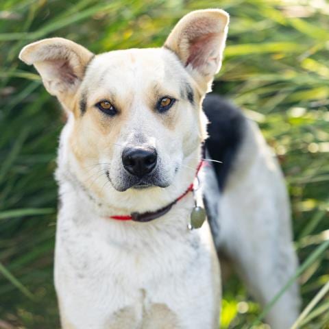Photo of Daisy, adoptable German Shepherd Dog in Camarillo, California
