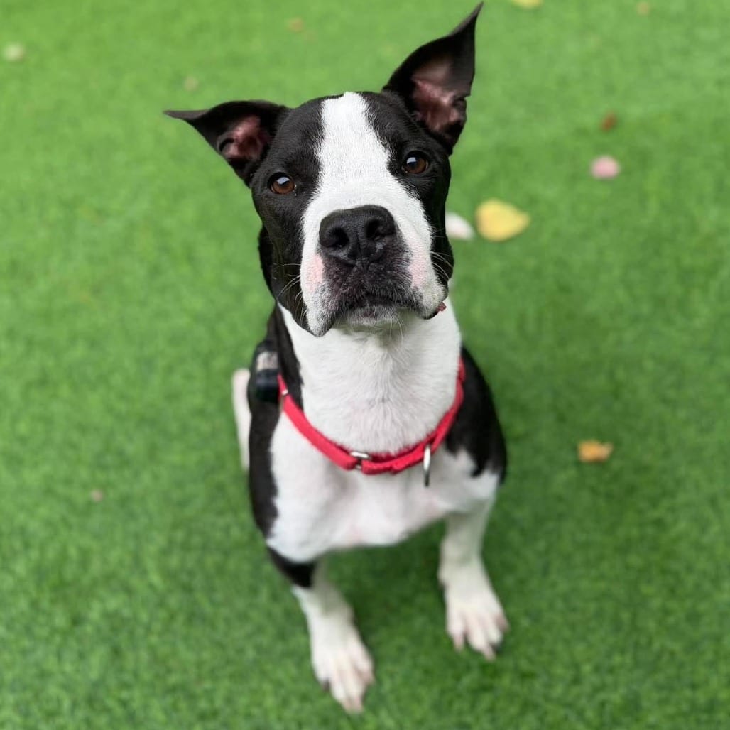 Photo of Mo, adoptable Terrier, American Staffordshire / Mixed Breed (Medium) in Whitestone, New York