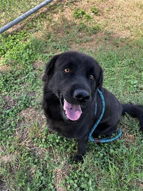 Photo of Baxter, adoptable Labrador Retriever in Corpus Christi, Texas