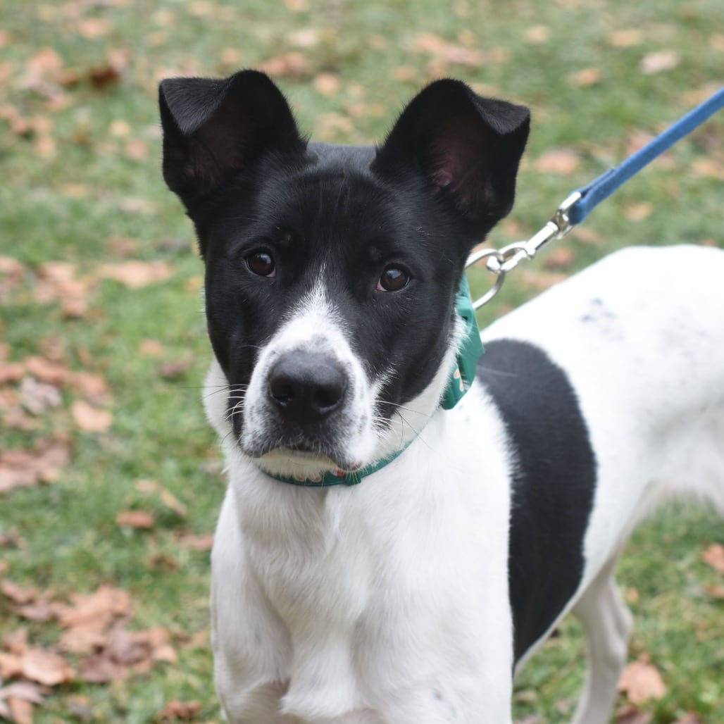 Photo of Oreo, adoptable Pointer / Mixed Breed (Large) in Riverwoods, Illinois