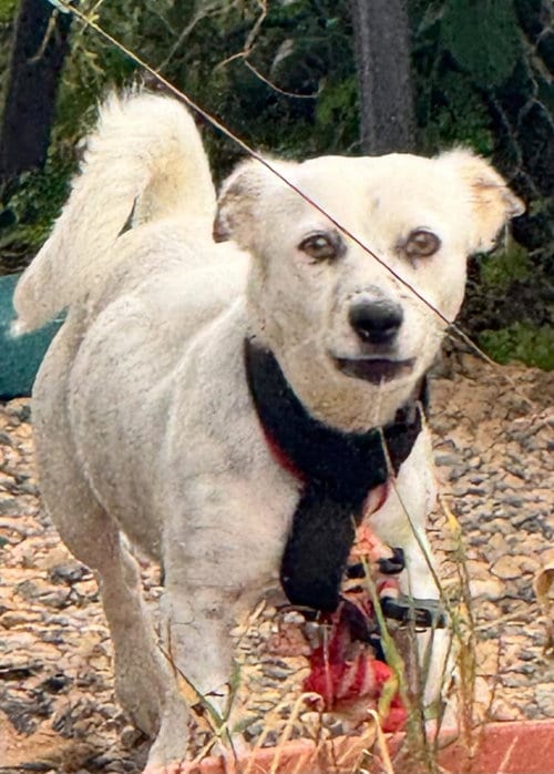 Photo of Stella, adoptable Cocker Spaniel in Virginia Beach, Virginia