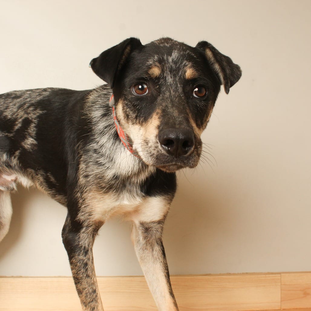 Photo of Cal D70690, adoptable Catahoula Leopard Dog in Minnesota, Minnesota