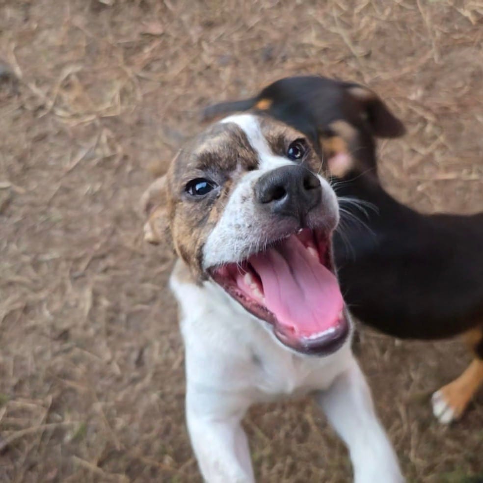 Photo of Bumblebee, adoptable Hound / Mixed Breed (Medium) in Jersey City, New Jersey
