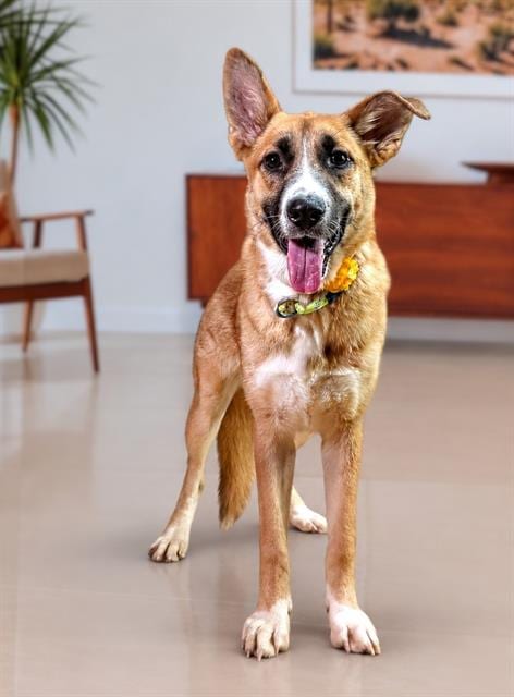Photo of Sprinkle, adoptable German Shepherd Dog in Thousand Palms, California
