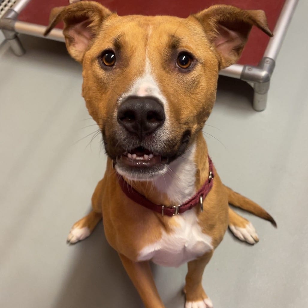 Photo of Winnie (Winifred), adoptable Mixed Breed (Medium) in St. Charles, Missouri