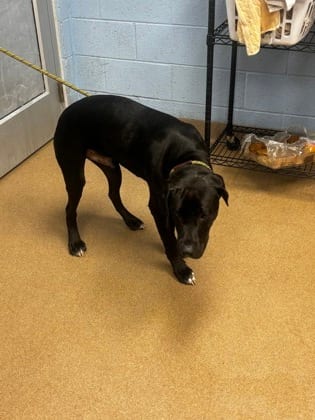Photo of Insole, adoptable dog in Chamblee, Georgia