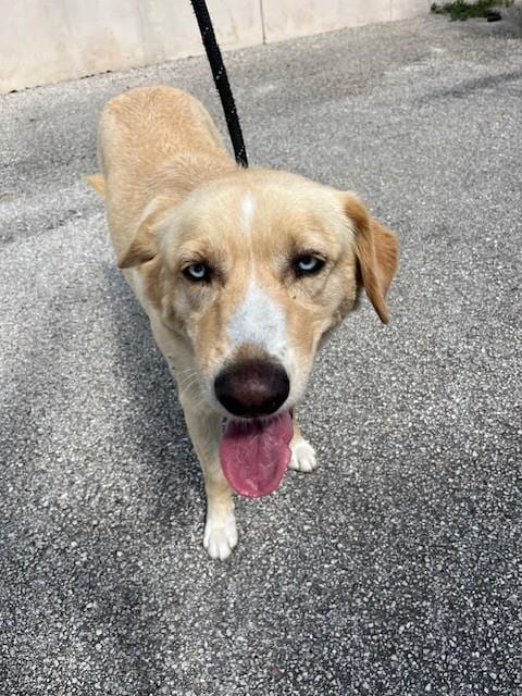 Photo of Avi, adoptable Labrador Retriever in Miami, Florida