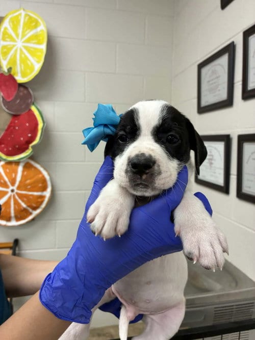 Photo of Puppy F (NY-Emily), adoptable Labrador Retriever in SHERBURNE, New York