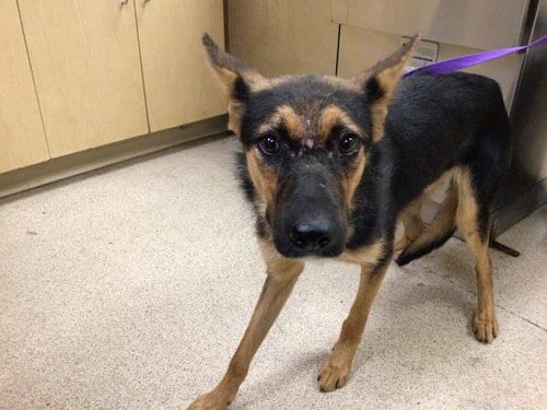Photo of Rooster, adoptable German Shepherd Dog in Riverside, California