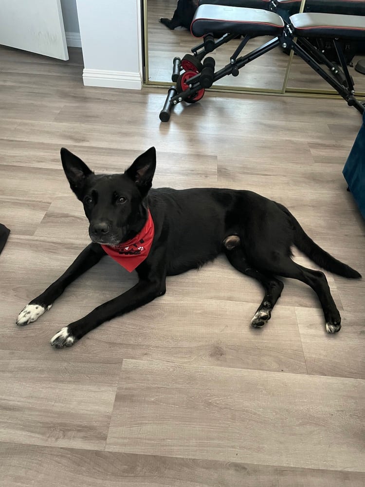 Photo of Shadow, adoptable German Shepherd Dog in Dana Point, California