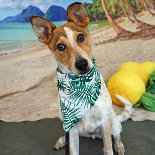 Photo of Flash, adoptable Unknown breed in Rancho Santa Fe, California
