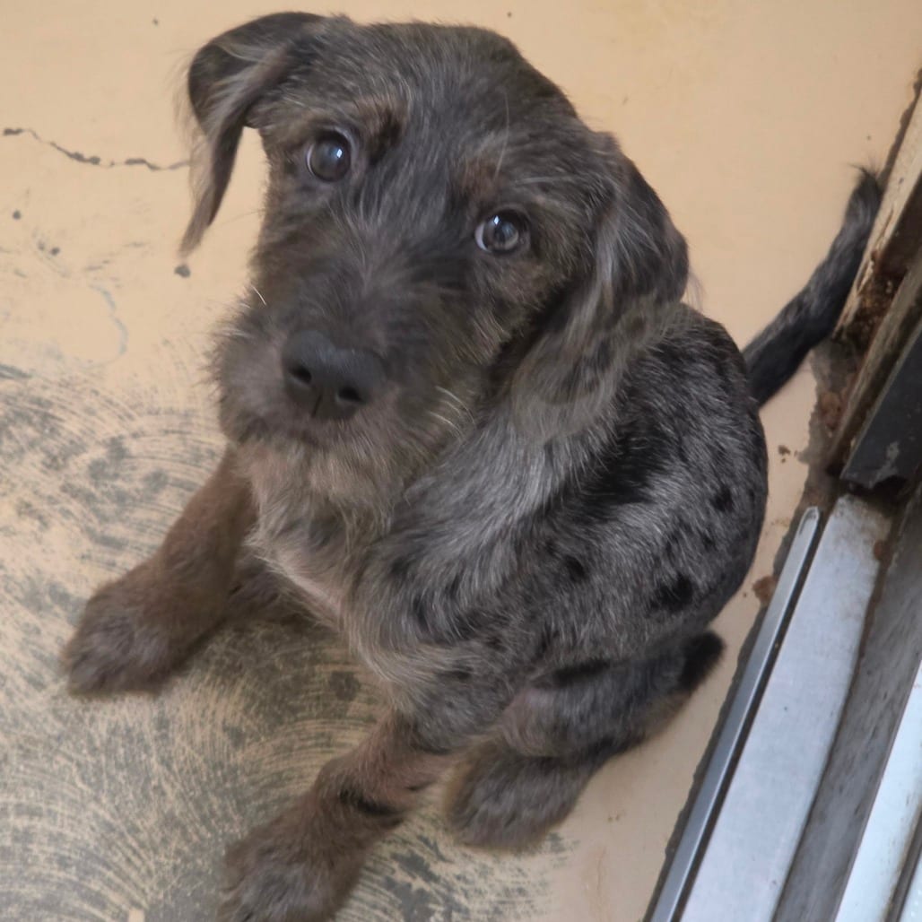 Photo of Charlotte - Chino Hills Location, adoptable Hound / Terrier
