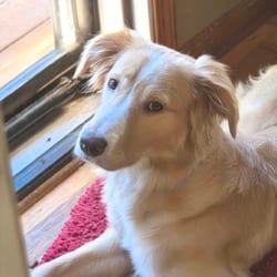 Photo of Marley, adoptable Golden Retriever Border Collie in Overland Park, Kansas