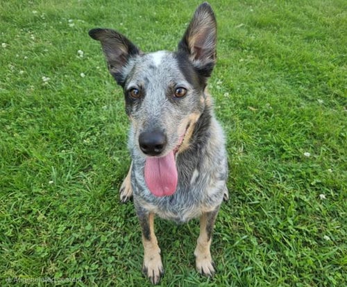 Photo of Bandit, adoptable Queensland Heeler in Albuquerque, New Mexico