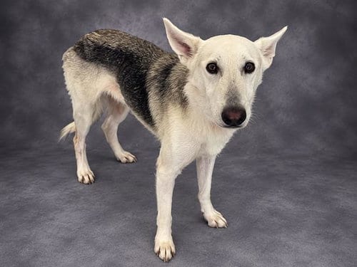Photo of Nayla, adoptable German Shepherd Dog in Winter Haven, Florida