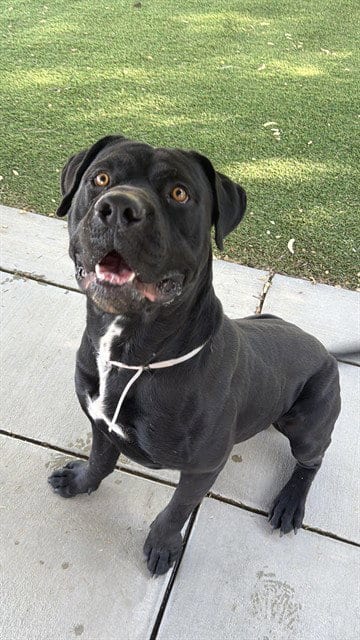 Photo of Midnight, adoptable Cane Corso Mastiff in Lancaster, California