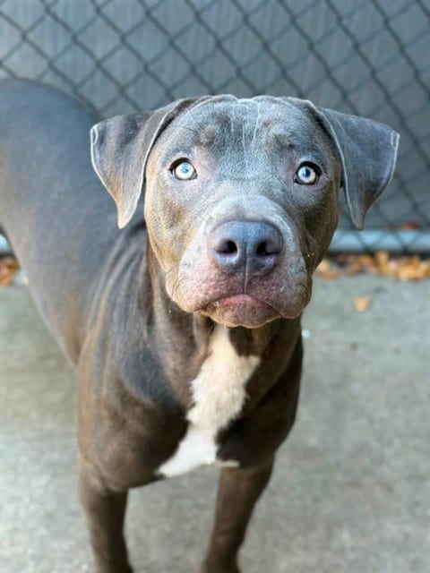 Photo of Kaleb, adoptable American Pit Bull Terrier in Chicago, Illinois