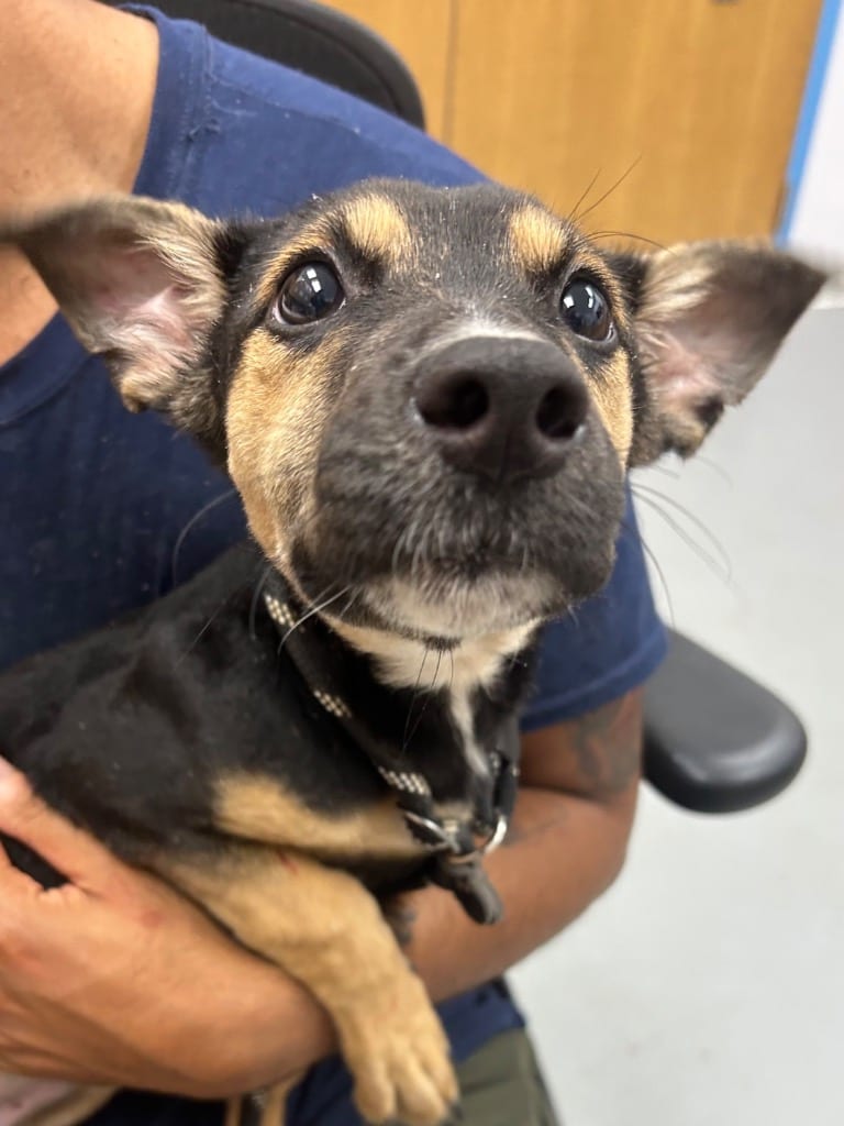 Photo of Pepsi (Soft Drinks x5), adoptable Labrador Retriever in Hartsville, South Carolina
