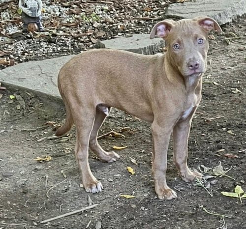 Photo of Puppy 5 (NY-Shari), adoptable Pit Bull Terrier in SHERBURNE, New York