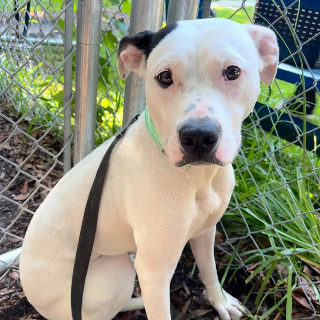 Photo of Orla, adoptable Mixed Breed (Medium) in Summerville, South Carolina