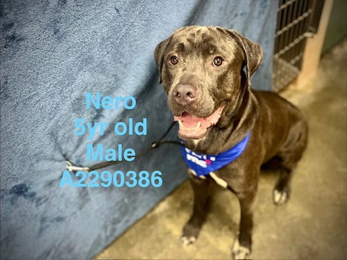 Photo of Nero, adoptable Cane Corso Mastiff in Chatsworth, California