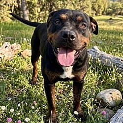 Photo of Bastian, adoptable Rottweiler Mixed Breed (Medium) in Pittsfield, Illinois