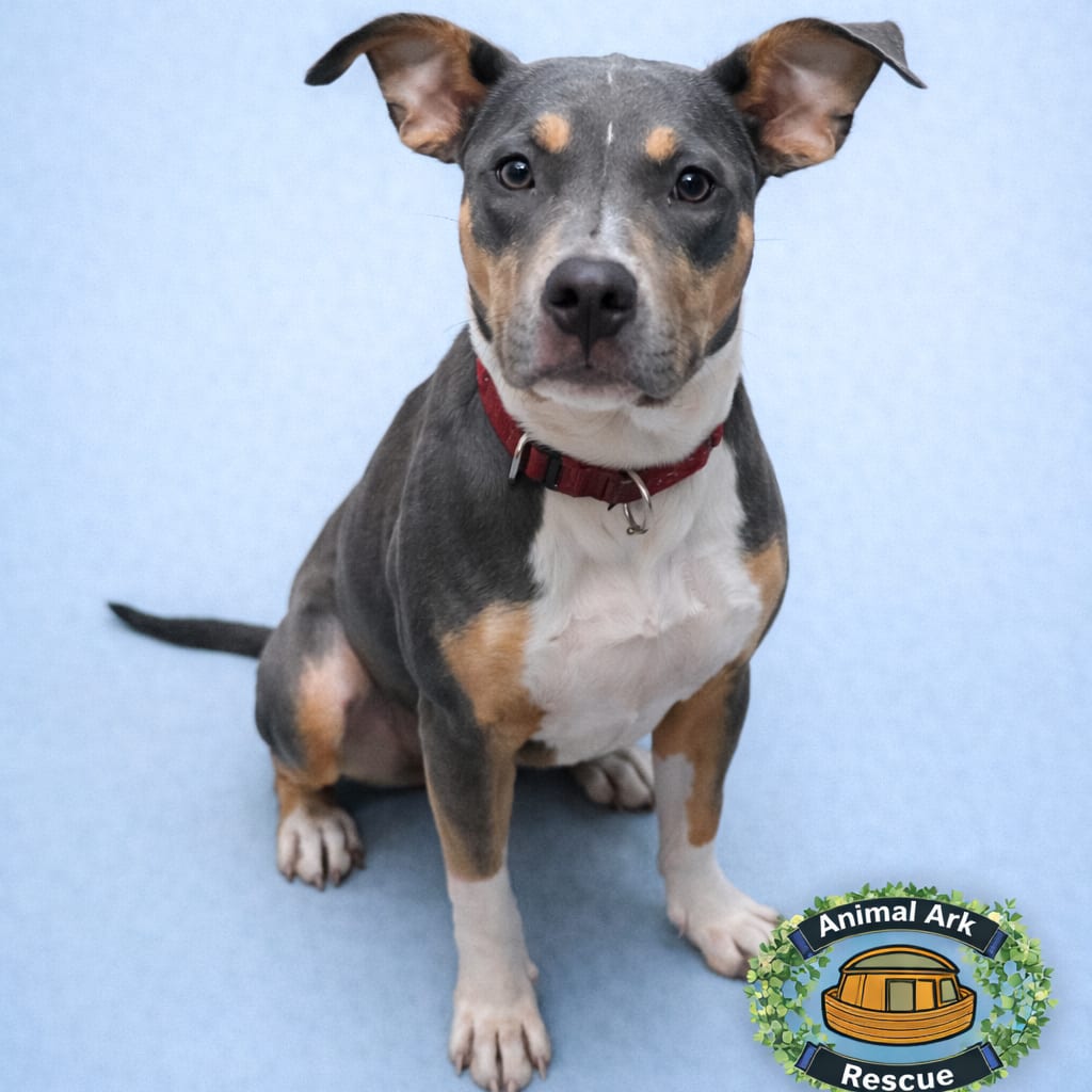 Photo of Jessie, adoptable Mixed Breed (Medium) in Columbus, Georgia