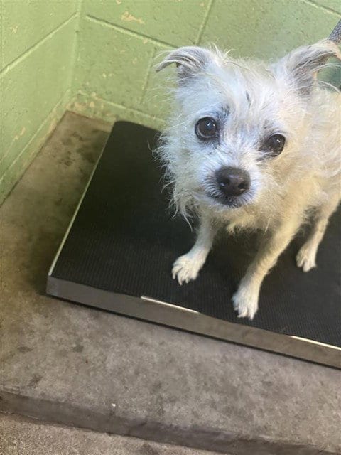 Photo of Jojo, adoptable Terrier in Sacramento, California