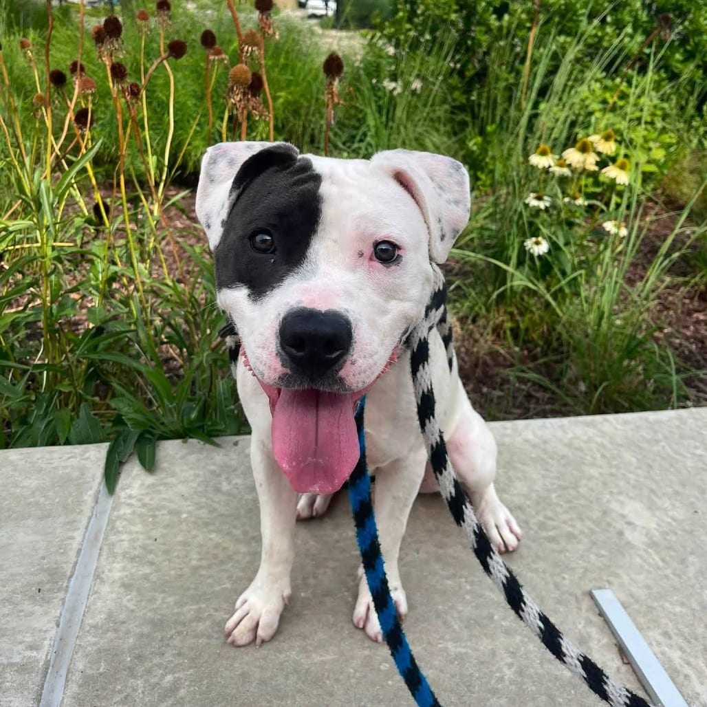 Photo of Leather, adoptable Mixed Breed (Medium) in St. Louis, Missouri
