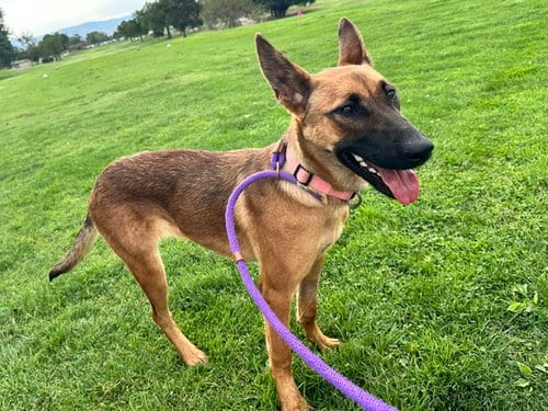 Photo of Gucci, adoptable German Shepherd Dog in Albuquerque, New Mexico