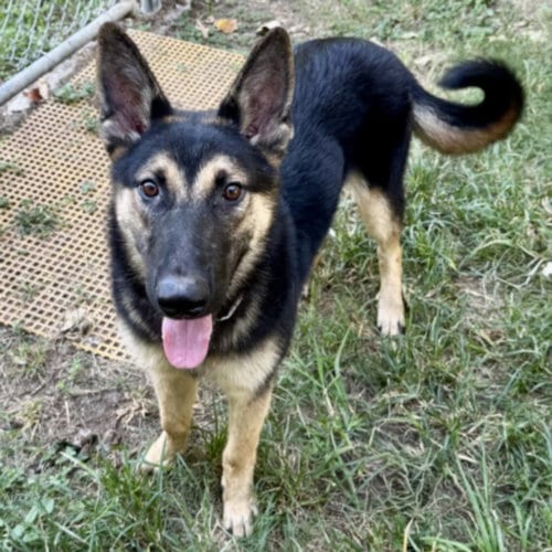 Photo of Kenneth, adoptable German Shepherd Dog in Houston, Texas