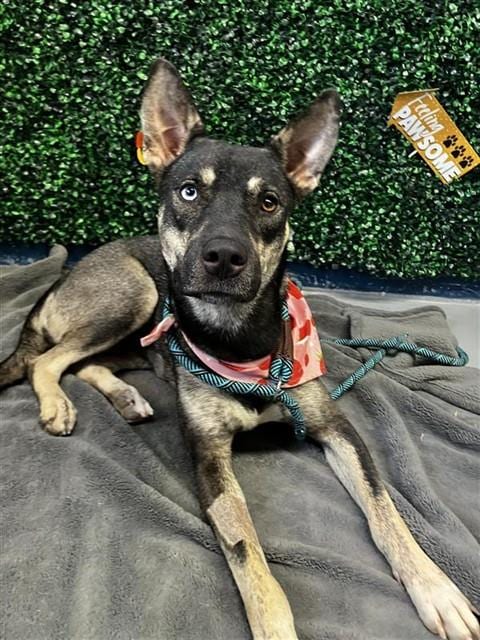 Photo of Carolina, adoptable German Shepherd Dog in Corpus Christi, Texas