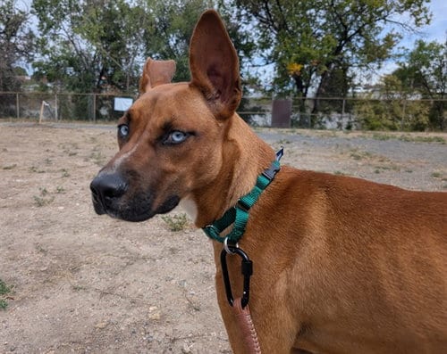 Photo of Max, adoptable German Shepherd Dog in Denver, Colorado