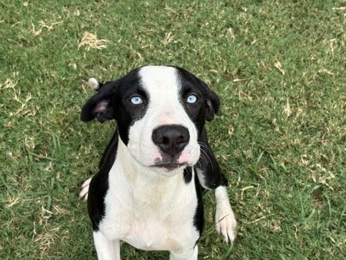 Photo of Luffy, adoptable Pit Bull Terrier in Tulsa, Oklahoma