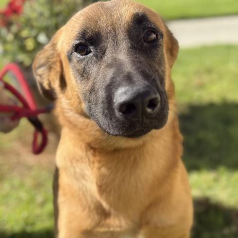 Photo of Malone, adoptable Belgian Shepherd Malinois in Camarillo, California