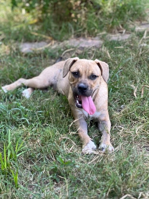 Photo of Butterfly, adoptable American Pit Bull Terrier in FRAMINGHAM, Massachusetts